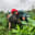Dayna @ Nettle Valley Farm's avatar