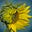 Susan Harris's avatar