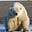 Polarbear's avatar