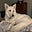 NVSheepdog's avatar