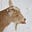 ToBoldlyGoat's avatar