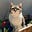 stray chats's avatar
