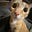 Catolic's avatar