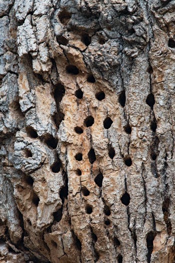 Why Are Woodpeckers Making Holes in My Trees? | Organic Plant Care LLC |  Organic Lawn & Plant Health Service in Hunterdon, Morris, Somerset & Union  Counties, NJ and Bucks County, PA