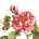 Enstrangements