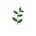 Wild Food • Wild Medicine • Wild You