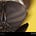 The Compound Eye