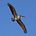 The Pelican