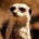 Kalahari Security Musings
