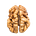 the unremarkable brain