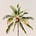 Under The Palm