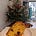 The Last Slice of Panettone 