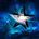 Starscape Studio-Sangha