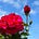 Bread & Roses Review