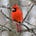 BirdingZen