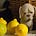 Good Intentions Bad Outcome (in Animal Welfare)