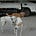 Animal Services Professionals