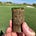 The ct_turf newsletter