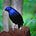 Family History Bowerbird