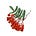 Rowan Newsletter