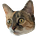 Glitch Cat