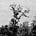 James Elkins