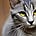 Talkingcat88