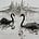 The Black Swans 📈