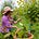 Medicinal Tree Woman
