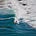 Jonathan The Average Surfer