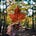 The Voyageur