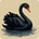 Black Swan Hunting
