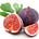 Figs in Winter: Stoicism and Beyond