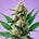 New York Weed Report