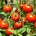 Beyond The Garden Basics with Farmer Fred