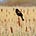 Blackbirds and Biorisks
