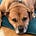 Ask Archer: Market Insights from a Dog
