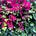 Flowers Garage