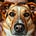 A Mission from Dog