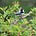 BirdingZen