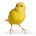 Canary In a Covid World