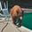 OldSoCalBear's avatar