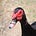 Rob Kay's avatar
