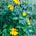 Sunflower Storms's avatar