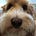 WagginWendy's avatar