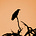 Alex Thabane's avatar