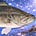 Astrofeesh's avatar