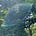 Mal Minhas's avatar