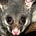 Possum's avatar
