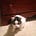 Moo Cat's avatar